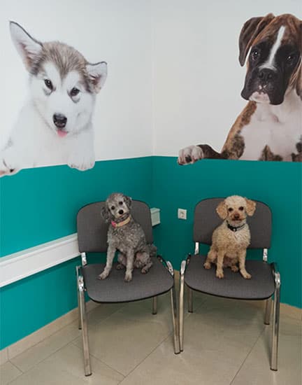 Hunde_Warteraum_Vetdoc