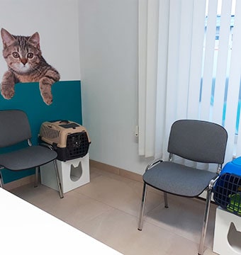 Katze_Warteraum_Vet-doc